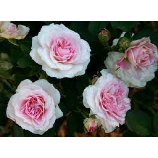 Rožė ( lot. Rosa ) Morden Blush