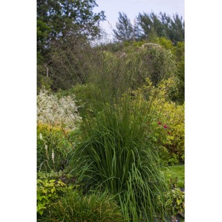 Melvenė  nendrinė ( lot. Molinia arundinacea)  Karl Forester