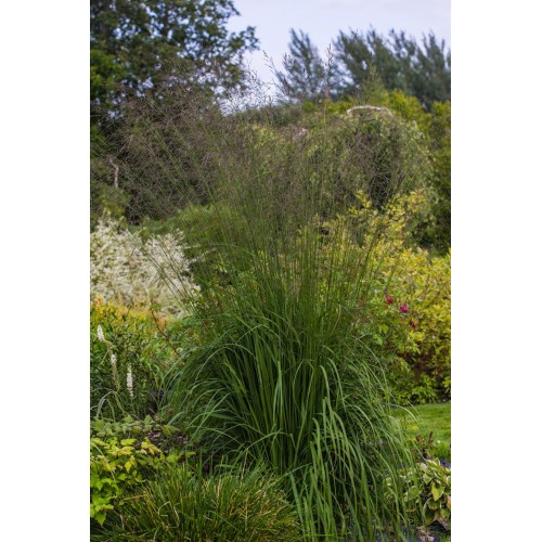 Melvenė  nendrinė ( lot. Molinia arundinacea)  Karl Forester