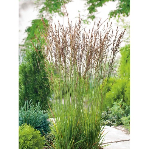 Melvenė  melsvoji ( lot. Molinia careluea) Heidebraut