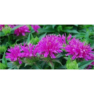 Monarda raudonoji ( lot. Monarda didyna) Balmy Lilac