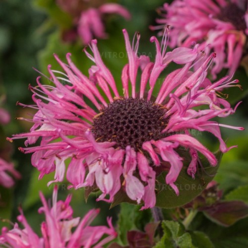 Monarda raudonoji ( lot. Monarda didyna) Bee Lieve