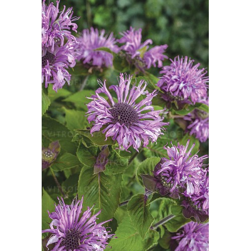 Monarda raudonoji ( lot. Monarda didyna) Bee Pretty