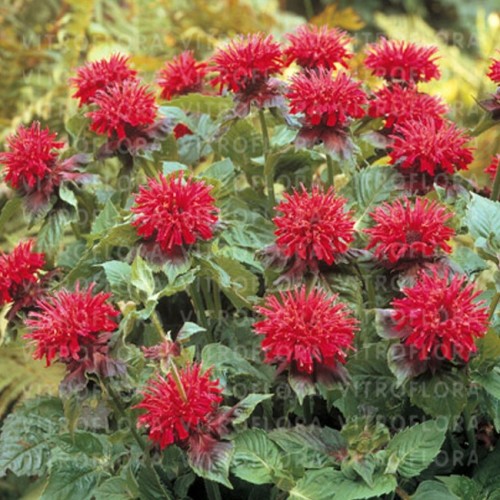 Monarda raudonoji ( lot. Monarda didyna) Fireball