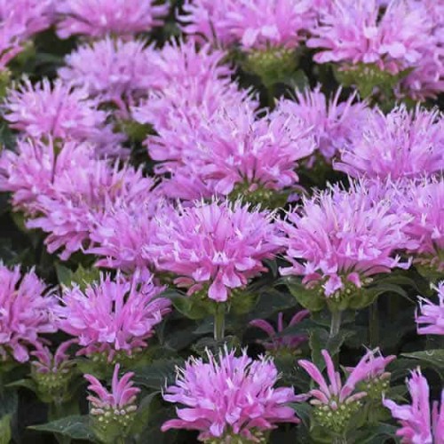 Monarda ( lot. Monarda didyna) Sugar buzz pink frosting