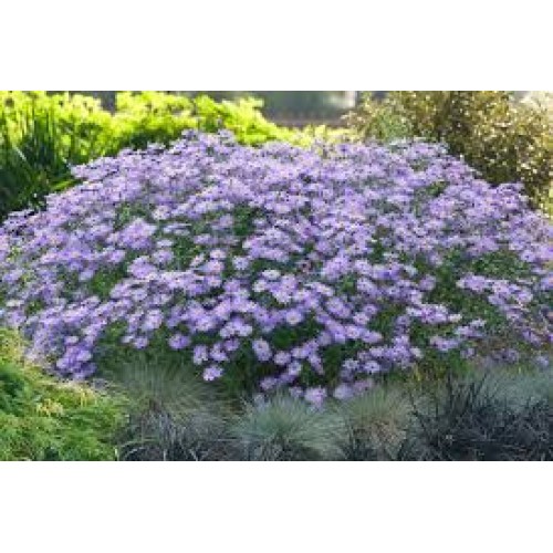 Astras frikarto   ( lot. Aster frikartii) Monch