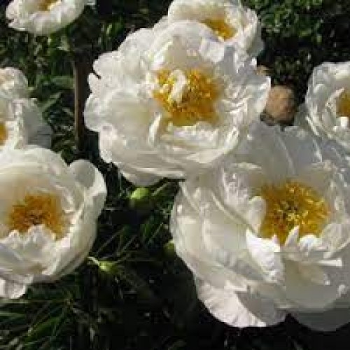 Bijūnas puikusis ( lot. peonia lactiflora) Moon of Nippon vazone