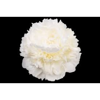 Bijūnas puikusis ( lot. peonia lactiflora) Moon over Barrington, 2026 ruduo