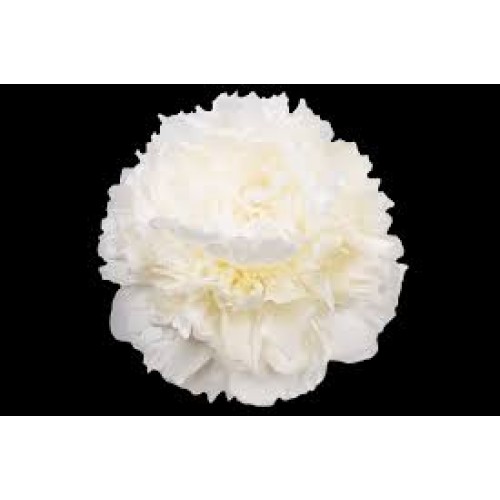 Bijūnas puikusis ( lot. peonia lactiflora) Moon over Barrington, 2025 ruduo 