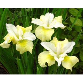 Vilkdalgis sibirinis  (lot. Iris sibirica ) Moon Silk