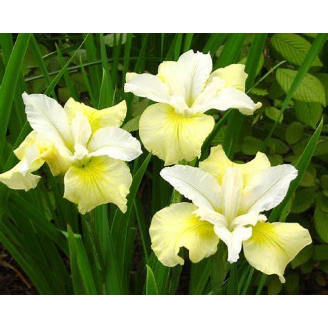 Vilkdalgis sibirinis  (lot. Iris sibirica ) Moon Silk