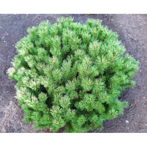 Pušis kalninė ( lot. Pinus mugo )  Mops