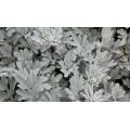 Kietis žvaigždinis ( lot. Artemisia stelleriana) Silver Brokade