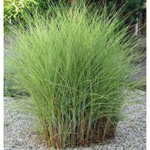 Miskantas kininis ( lot. Miscanthus chinensis ) Morning Light