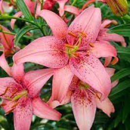 Lelija ( Lot. Lilium)  Morpho Pink Lelija ( Lot. Lilium)  Morpho Pink