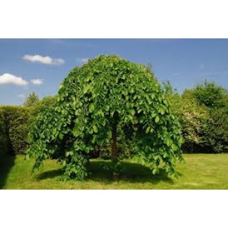 Šilkmedis baltasis skiepytas ( lot. Morus alba) Pendula