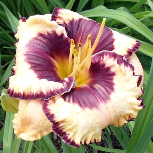 Viendienė  (lot.Hemerocallis )  Mousacca