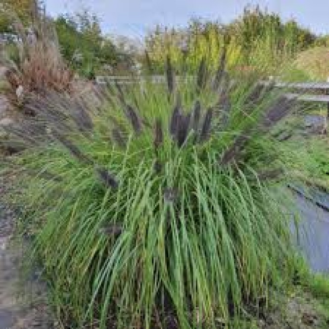 Soruolė  pašiaušėlinė (lot. Pennisetum alopecuroides)  Moudry