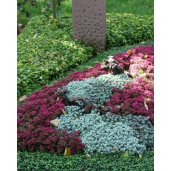 Geriausi augalai mažiau priežiūros reikalaujantiems kapams