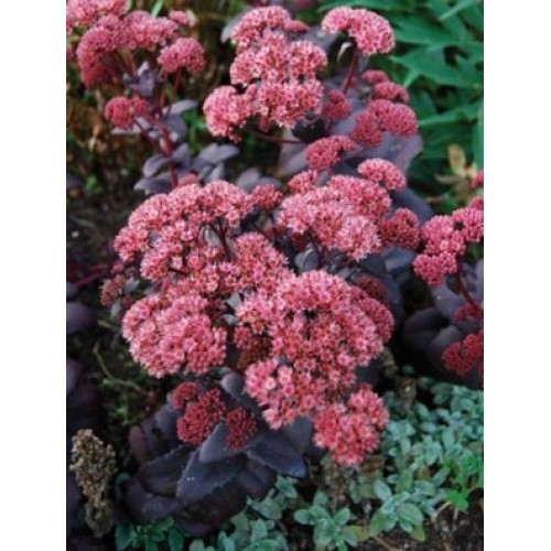 Šilokas  ( lot. Sedum hybrid) Purple Emperor