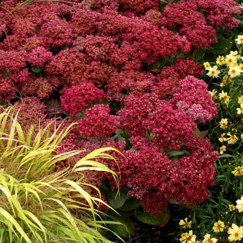 Šilokas (lot. Sedum spectabile) Mr Goodbud