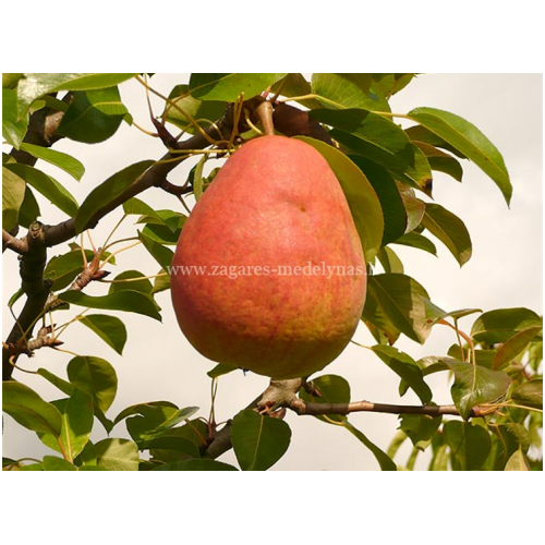 Kriaušė žieminė ( lot.Pyrus communis) Mramornaja- Marmurinė