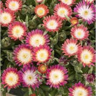 Mudrė ( lot. Delosperma)   Jawel  Of  Desert  Ruby 