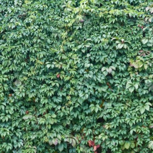 Vinvytis penkialapis ( lot.Parthenocissus quinq. var. MUROMUM)  