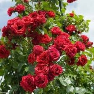 Rožė vijoklinė ( lot. Rosa )  Mushimara