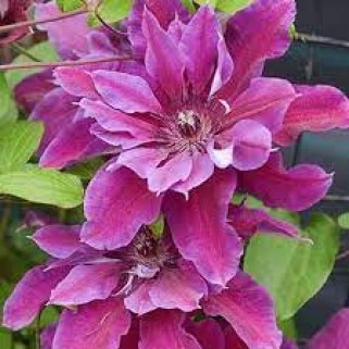 Raganė ( lot.Clematis) My beauty