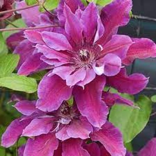 Raganė ( lot.Clematis) My beauty