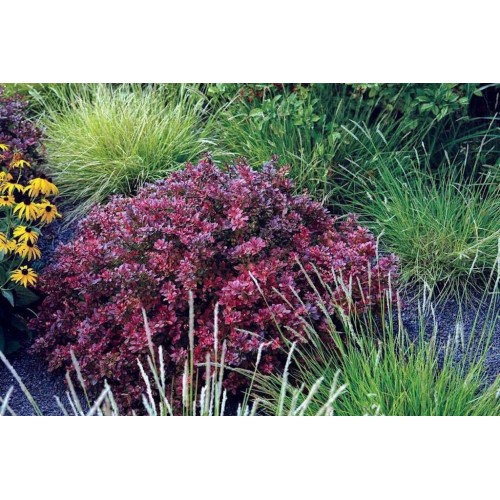 Raugerškis tunbergo ( lot. Berberis thunbergii) Atropurpurea Nana