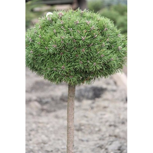 Pušis kablelinė ant koto( lot. Pinus uncinata )  Nana