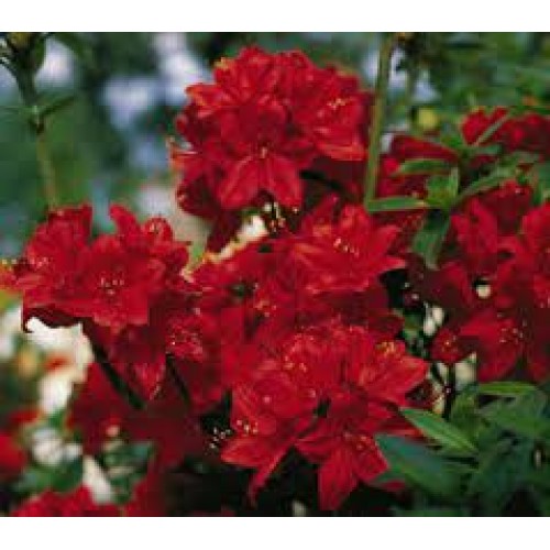 Azalija didžiažiedė  ( lot. Azalea deciduous)  Nabucco