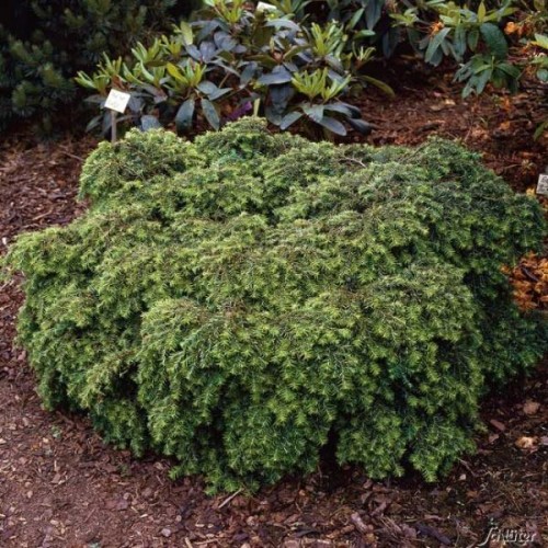 Cūga kanadinė ( lot. Tsuga canadensis)  Nana