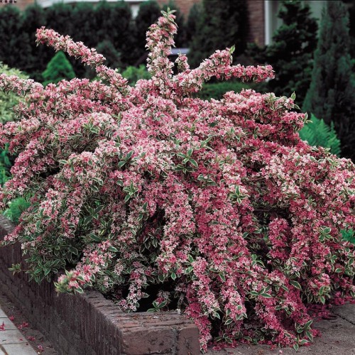 Veigelė gražiažiedė (lot. Weigela) Nana Variegata 