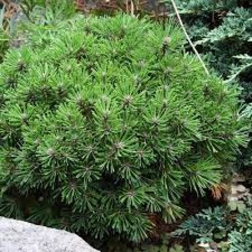 Pušis kablelinė ( lot. Pinus uncinata )  Nana