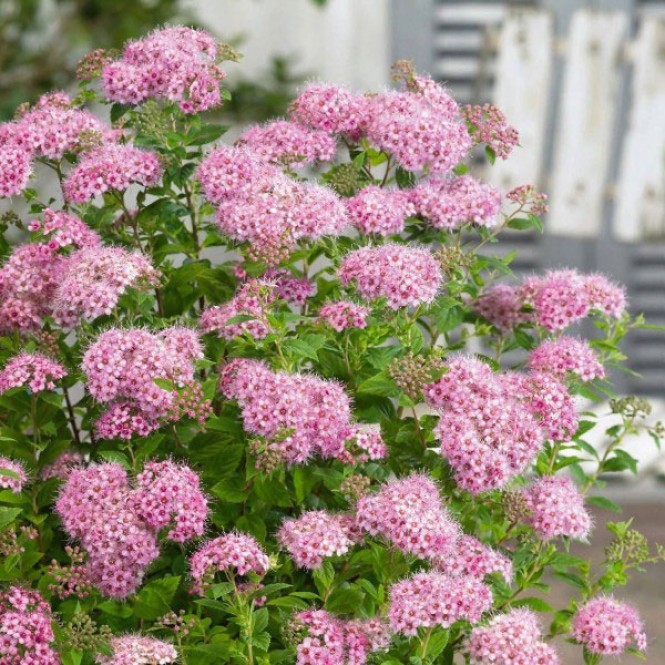 Lanksva japoninė ( lot. Spiraea japonica) Nana