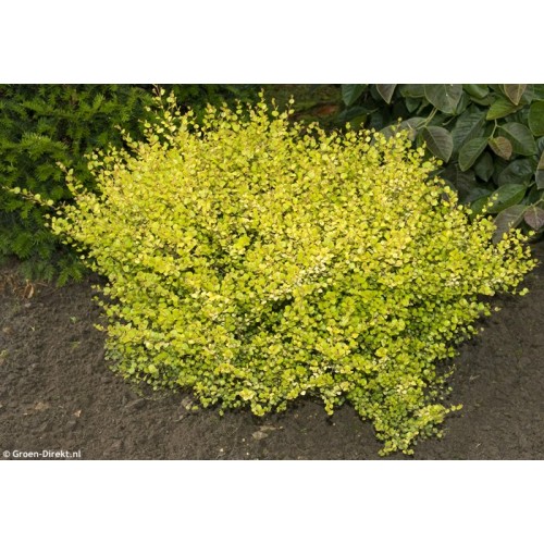 Beržas keružis( lot. Betula nana) Golden Treasure