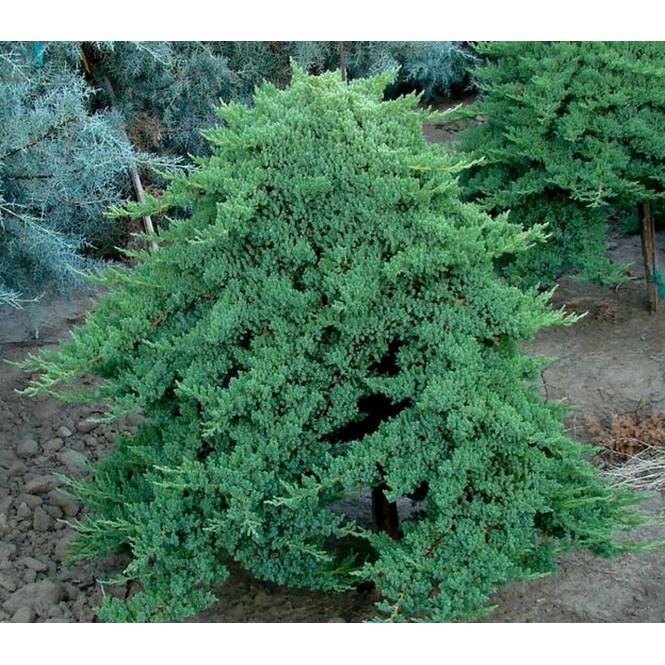 Kadagys ant koto svyrantis( lot. Juniperus procumbers)  Nana