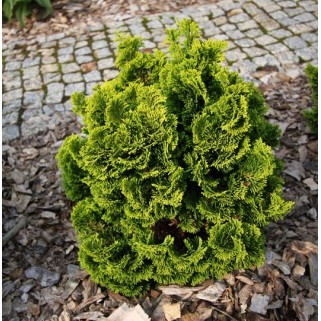 Puskiparisis bukasis ( lot. Chamaecyparis obtusa)  Nana Gracilis
