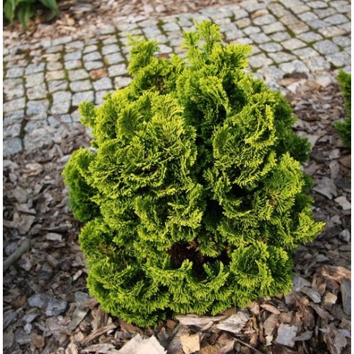 Puskiparisis bukasis ( lot. Chamaecyparis obtusa)  Nana Gracilis