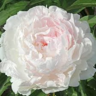 Bijūnas ( lot. peonia lactiflora) Nancy Nora 2026 ruduo