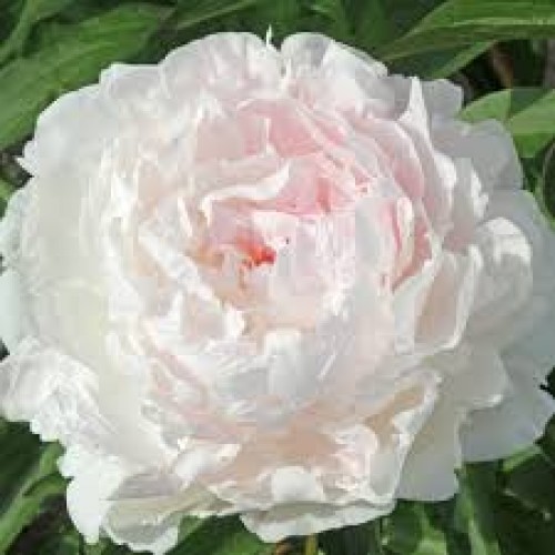 Bijūnas ( lot. peonia lactiflora) Nancy Nora 2026 ruduo