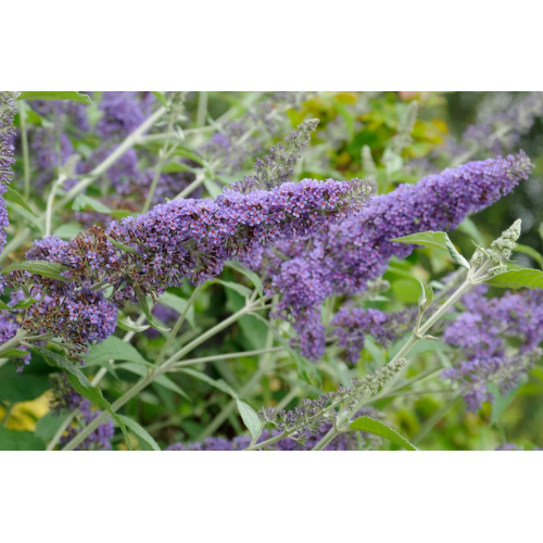Budlėja ( lot. Buddleja davidii) Nanho blue