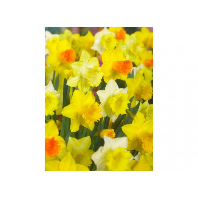 Narcizai didžiažiedžiai( lot. Narcissus) MIX, 10 vnt vazone