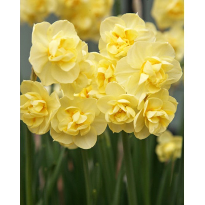 Narcizas didžiažiedis ( lot. Narcissus)  Yellow Cheerfulness, 5 vnt