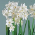Narcizai ( lot. Narcissus)  Paperwhite Zewa, 50 vnt