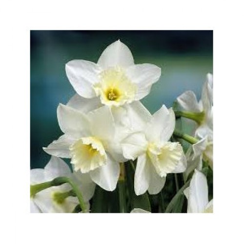 Narcizas daugiažiedis  ( lot. Narcissus) Treasamble 100 vnt