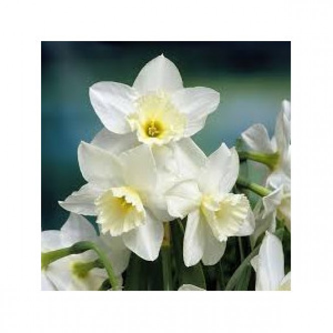 Narcizas daugiažiedis  ( lot. Narcissus) Treasamble 5 vnt